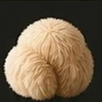 Lion's Mane